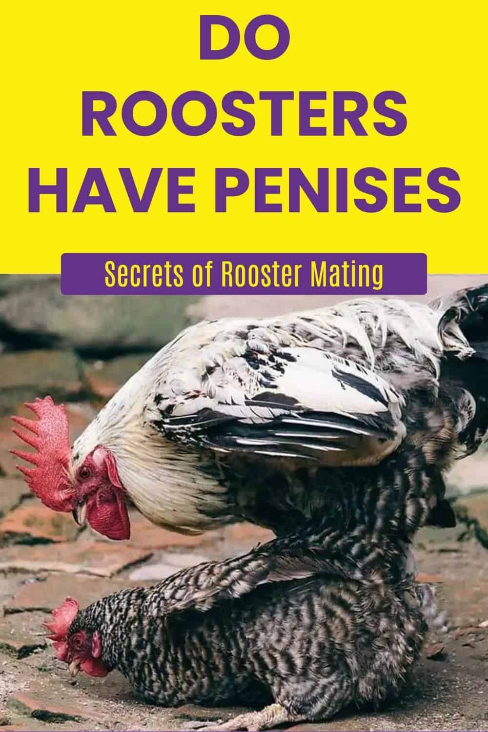 Rooster Penises