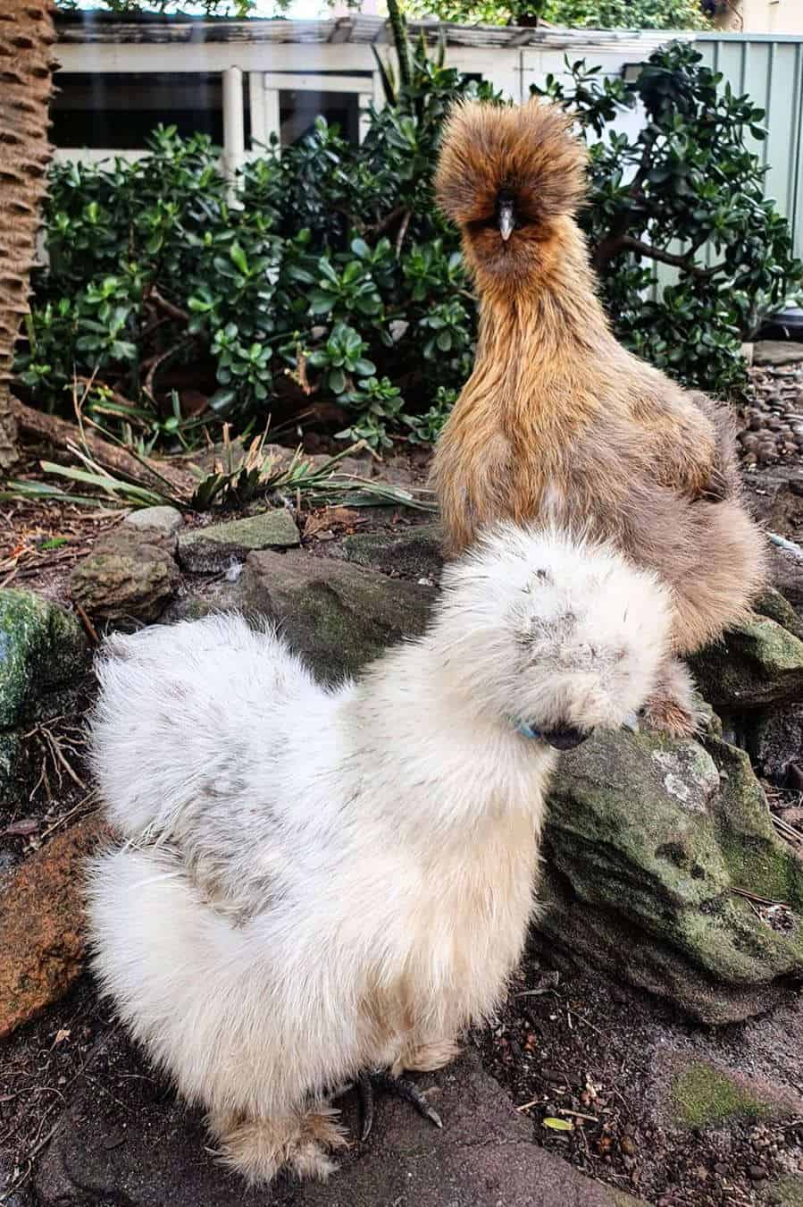 Silkie Bantam