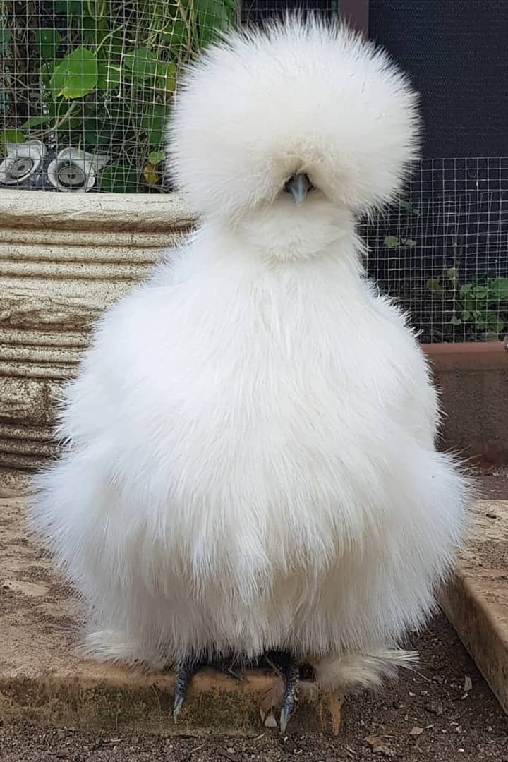 funny chicken breeds