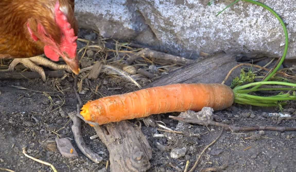 can chickens have carrots