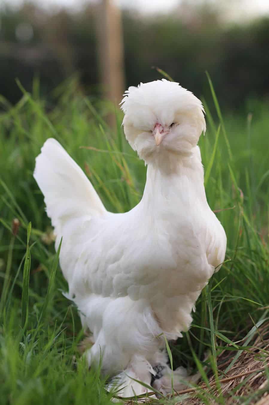 Top 10 Crested Chickens in the World (with Pictures & Videos)