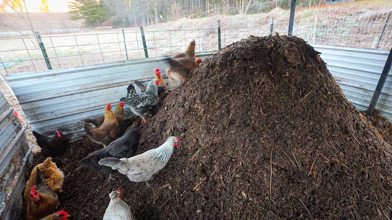 Used Chicken Bedding