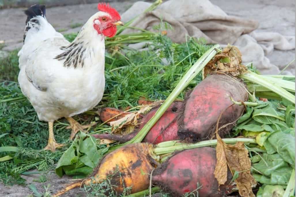 Vegetables You Can Give Your Chicken