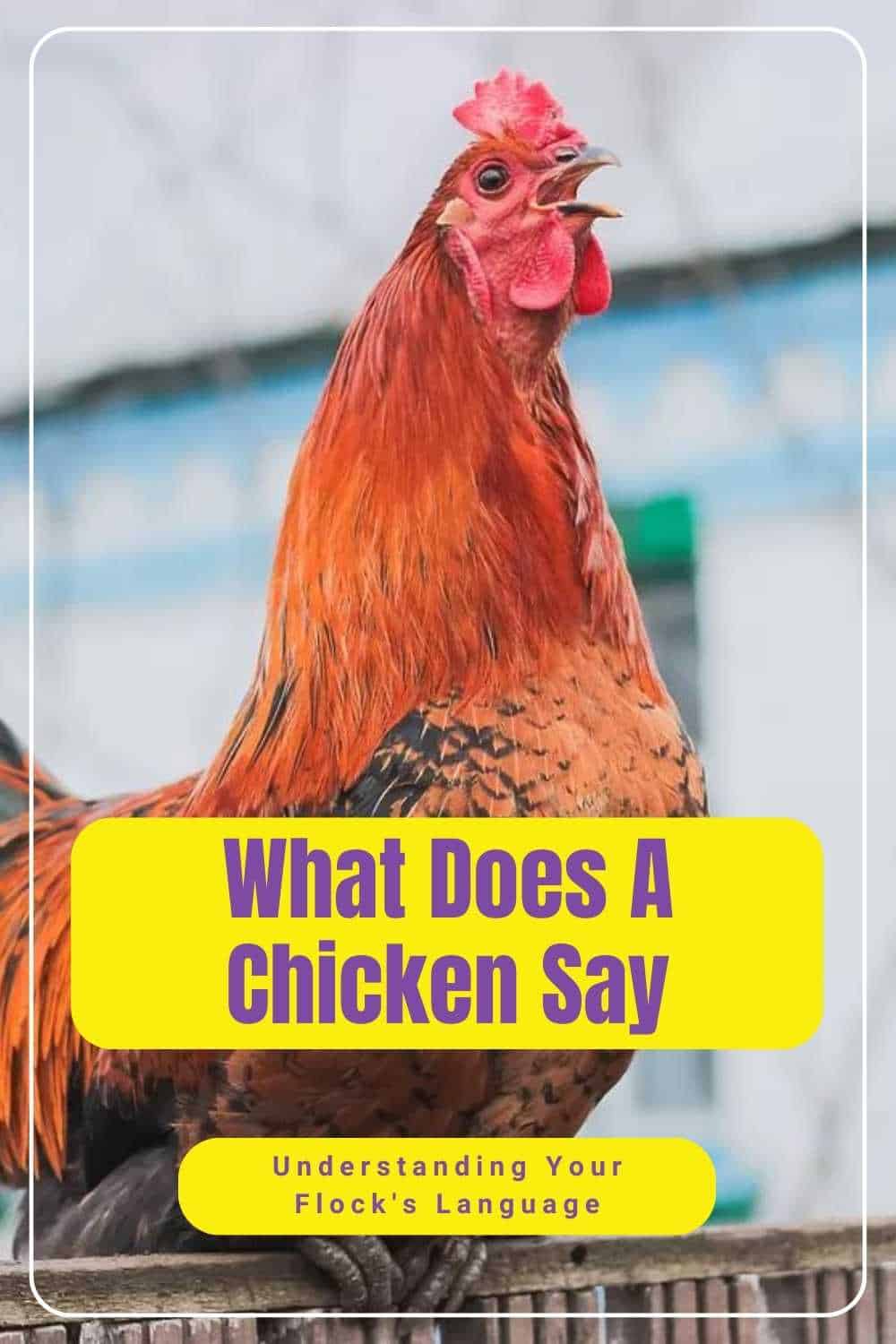 What Does A Chicken Say