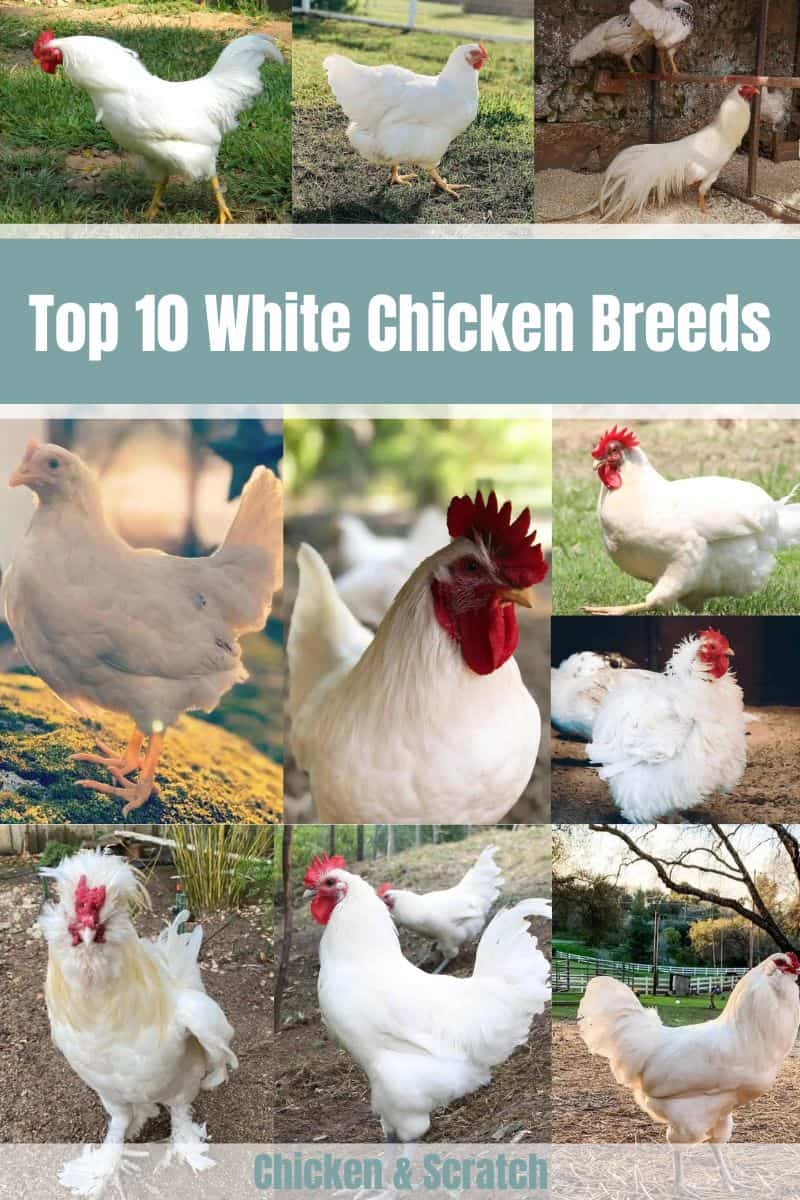 White Chicken Breeds