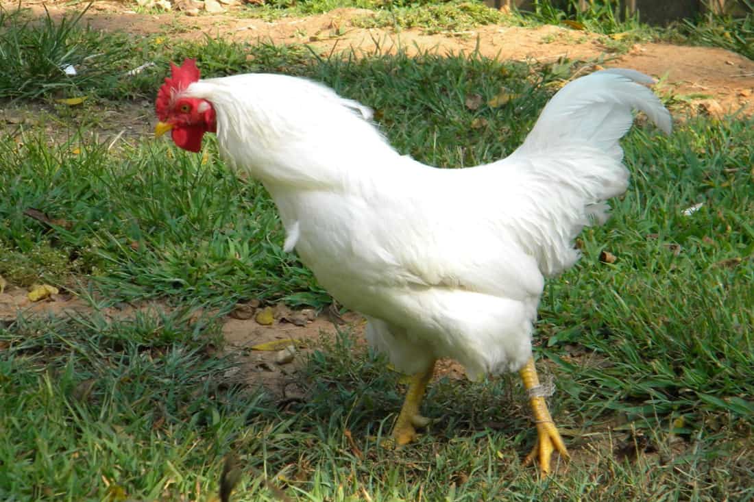 White Jersey Giant Chicken