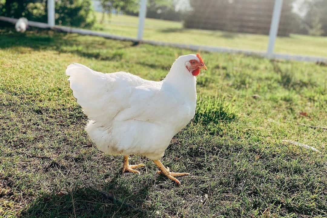 White Plymouth Rock Chickens