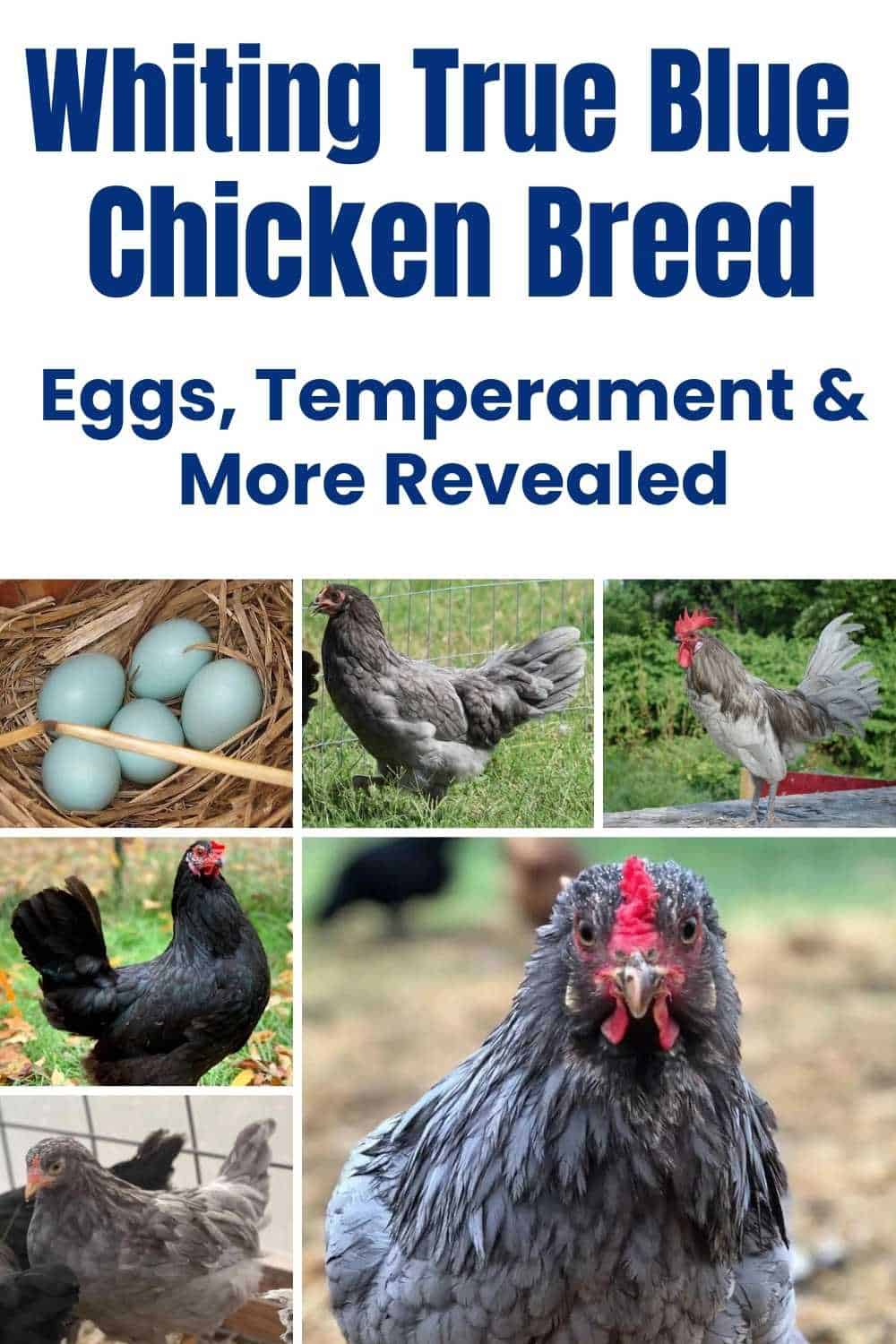 Whiting True Blue Chicken breeds
