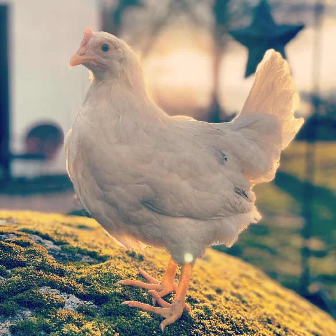 all white chickens