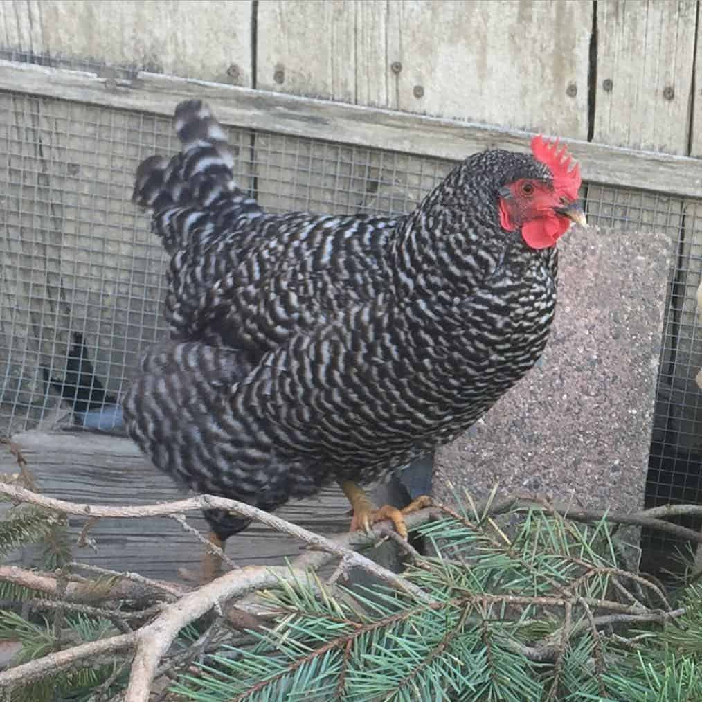 barred holland chickens
