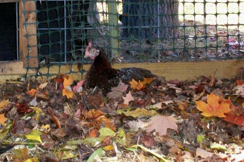 best bedding for chicken coop