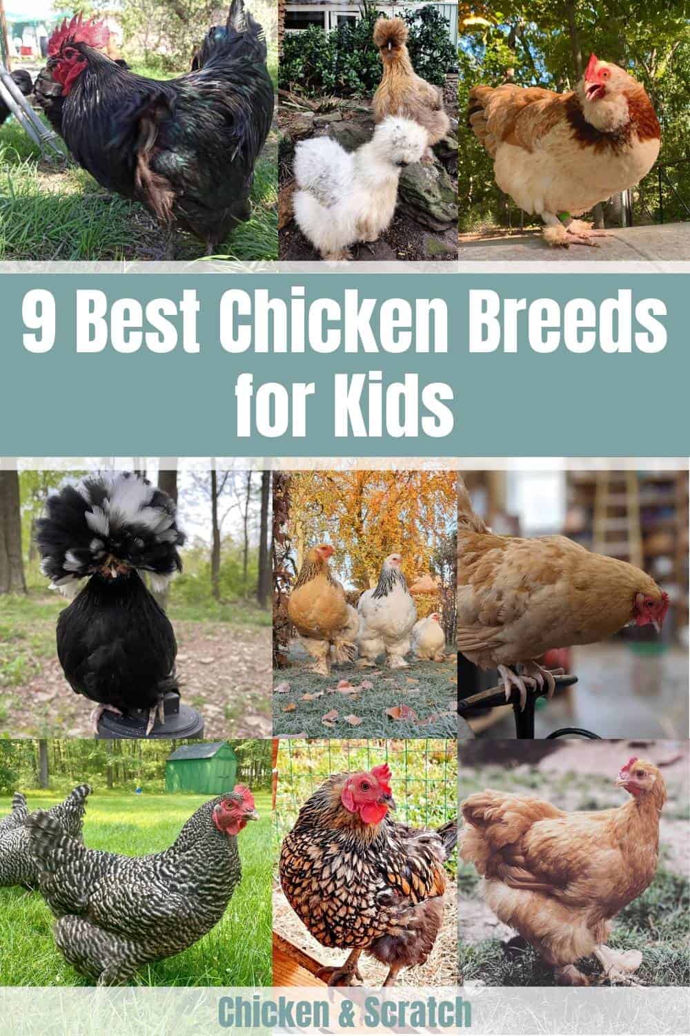 best chicken breeds for kids