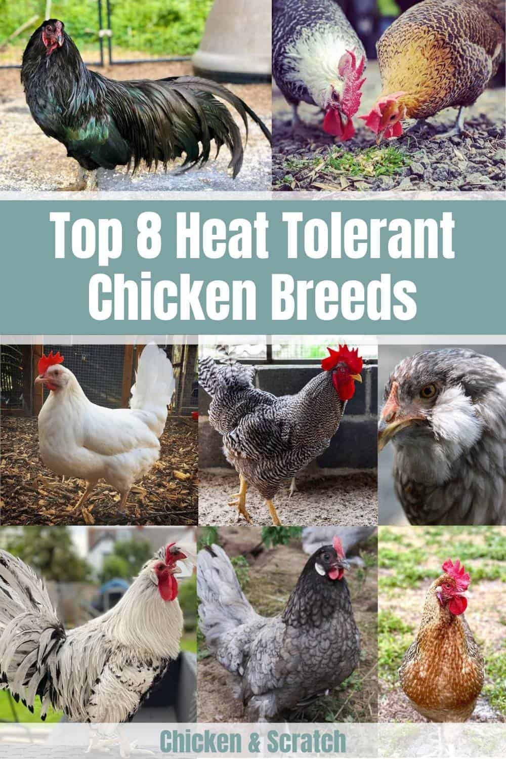 best chickens for hot weather