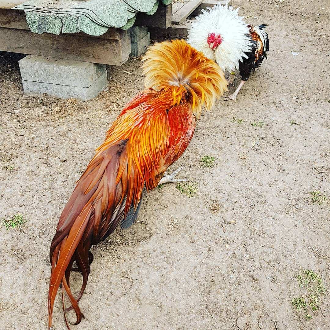 black breasted red cubalaya