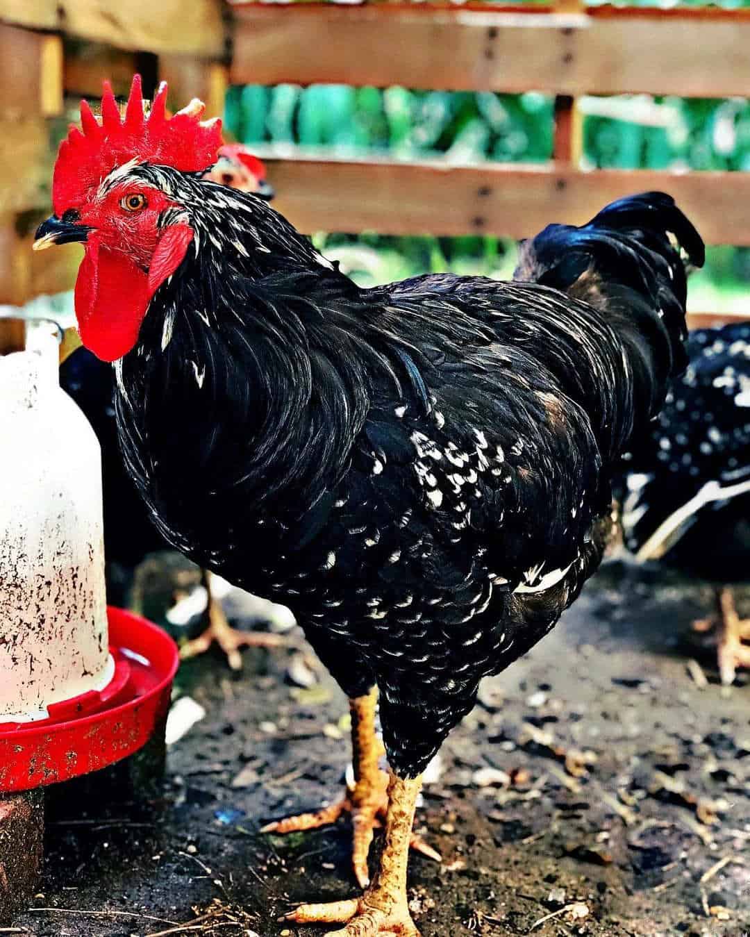 black java chickens