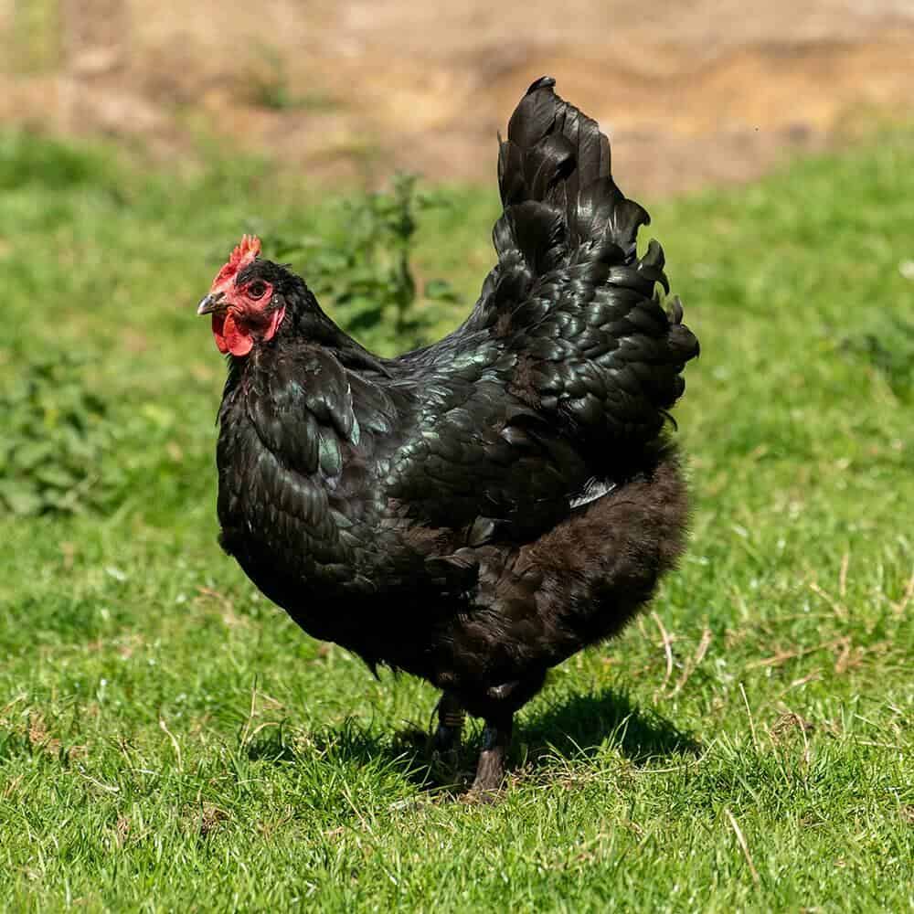 black langshan chicken