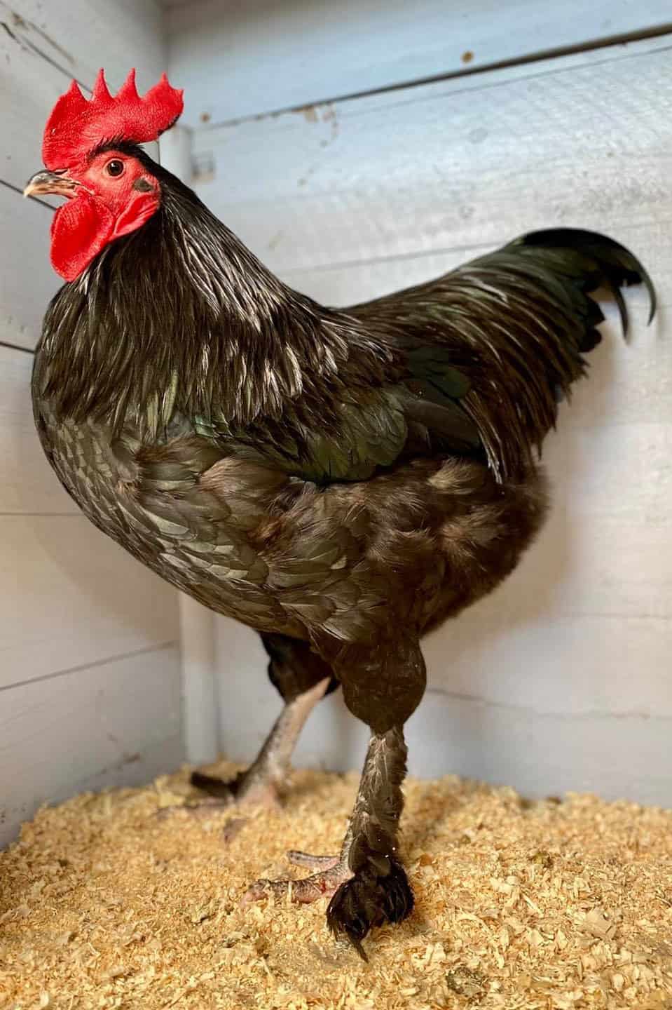 Langshan Chicken: Eggs, Temperament, Size and Raising Tips