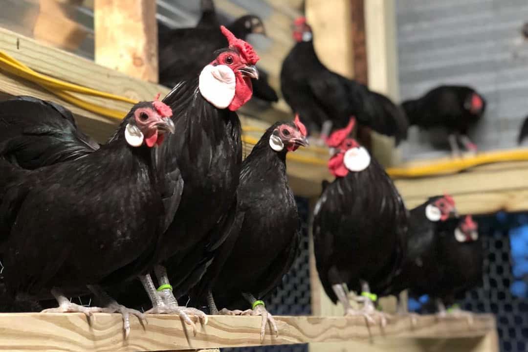 black rosecomb bantam