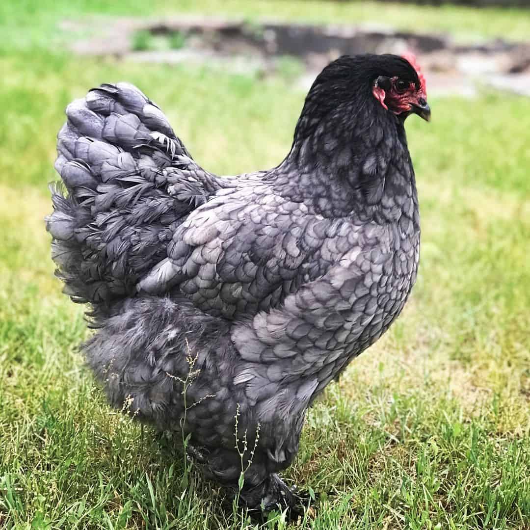 blue chicken breeds