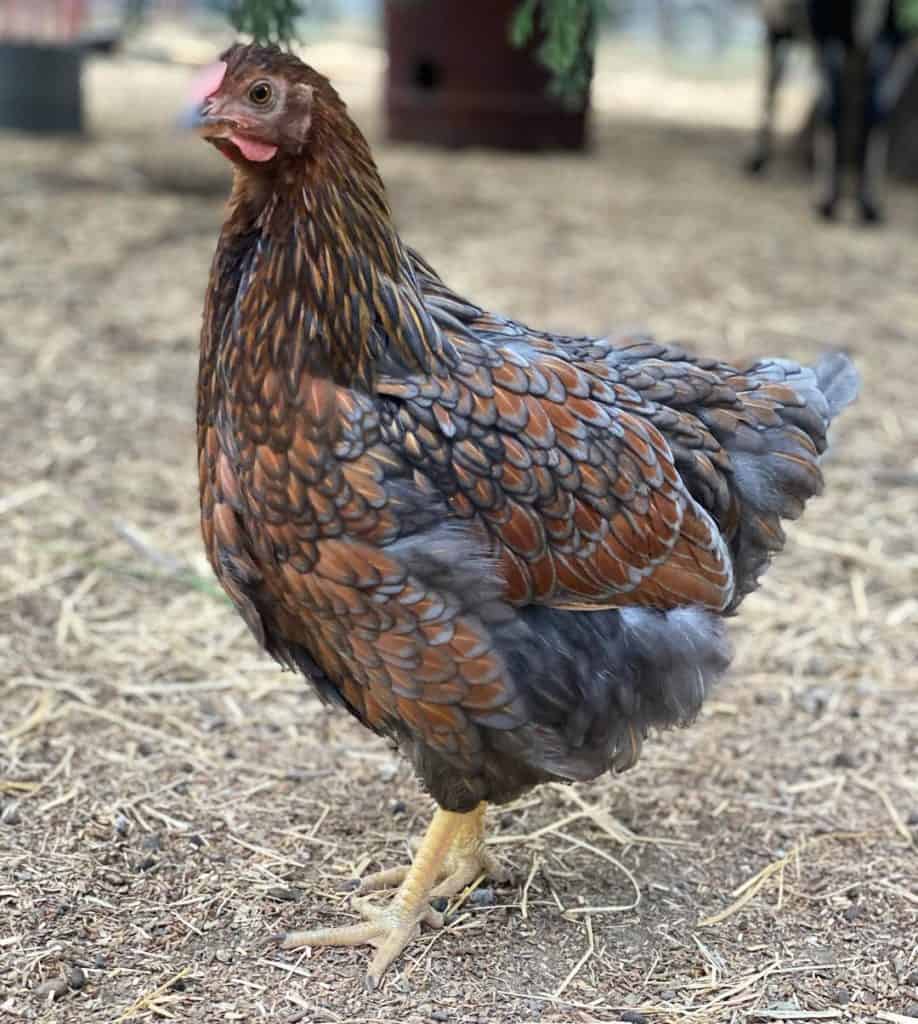 Top 10 Blue Chicken Breeds - Chickens With Blue Feathers