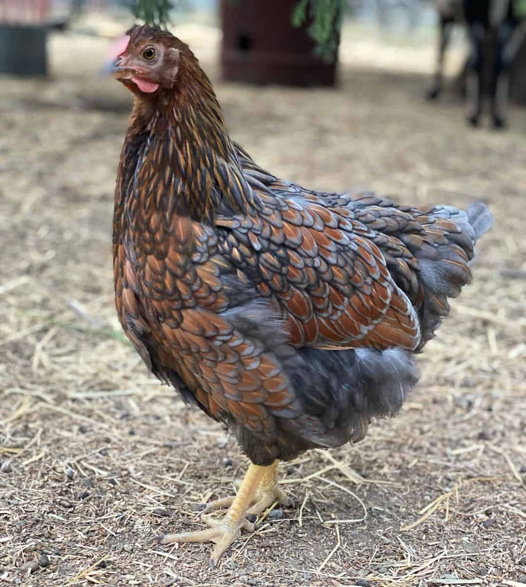 blue chickens breeds