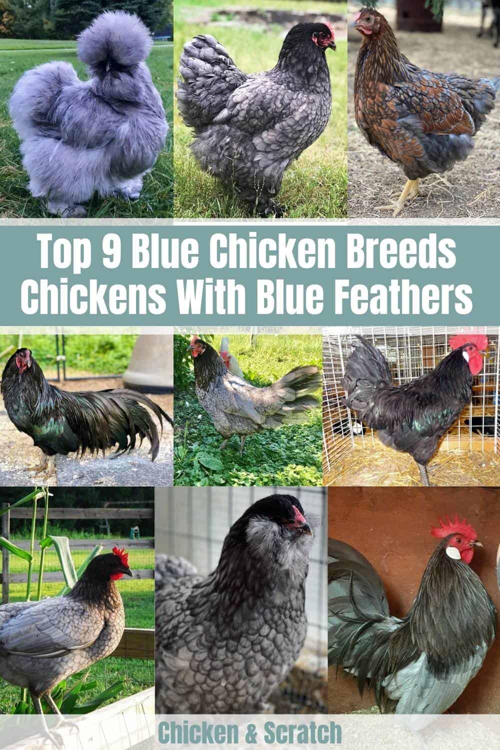 blue chickens