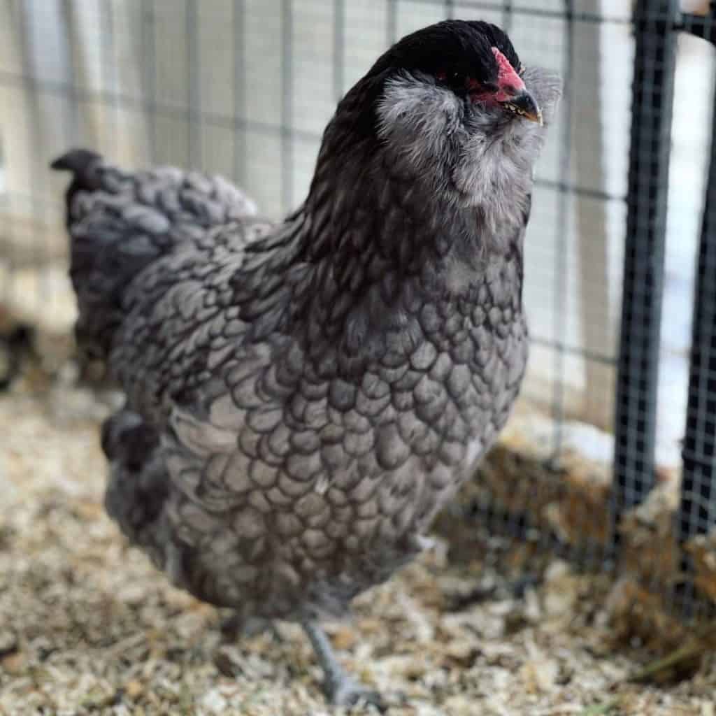 Top 10 Blue Chicken Breeds - Chickens With Blue Feathers