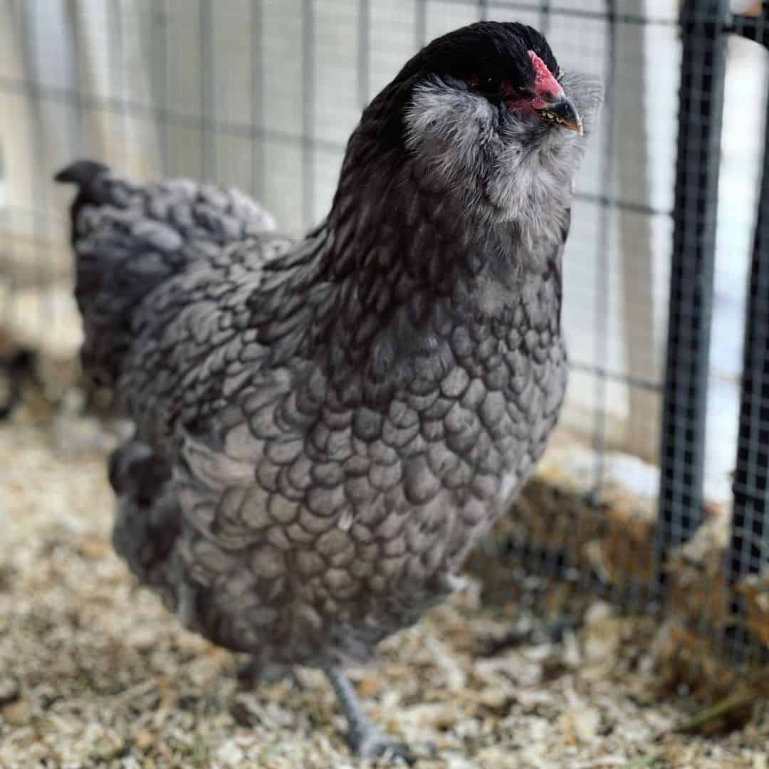 blue colored chickens