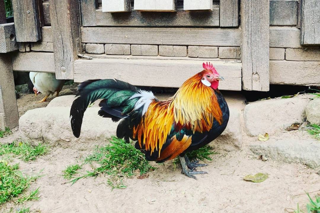 blue dutch bantams