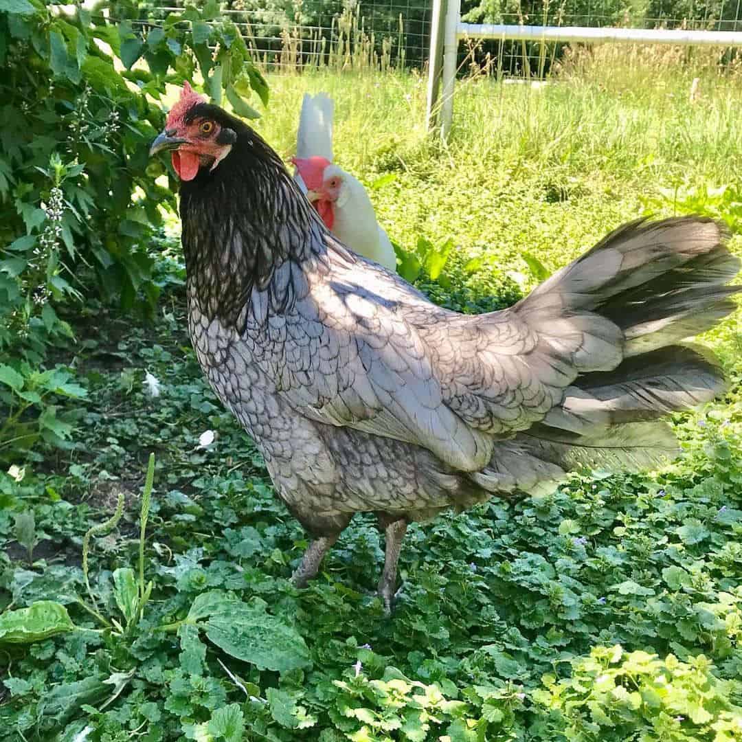 blue feathered chickens