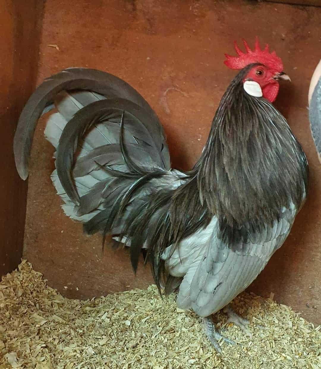 blue rooster breed