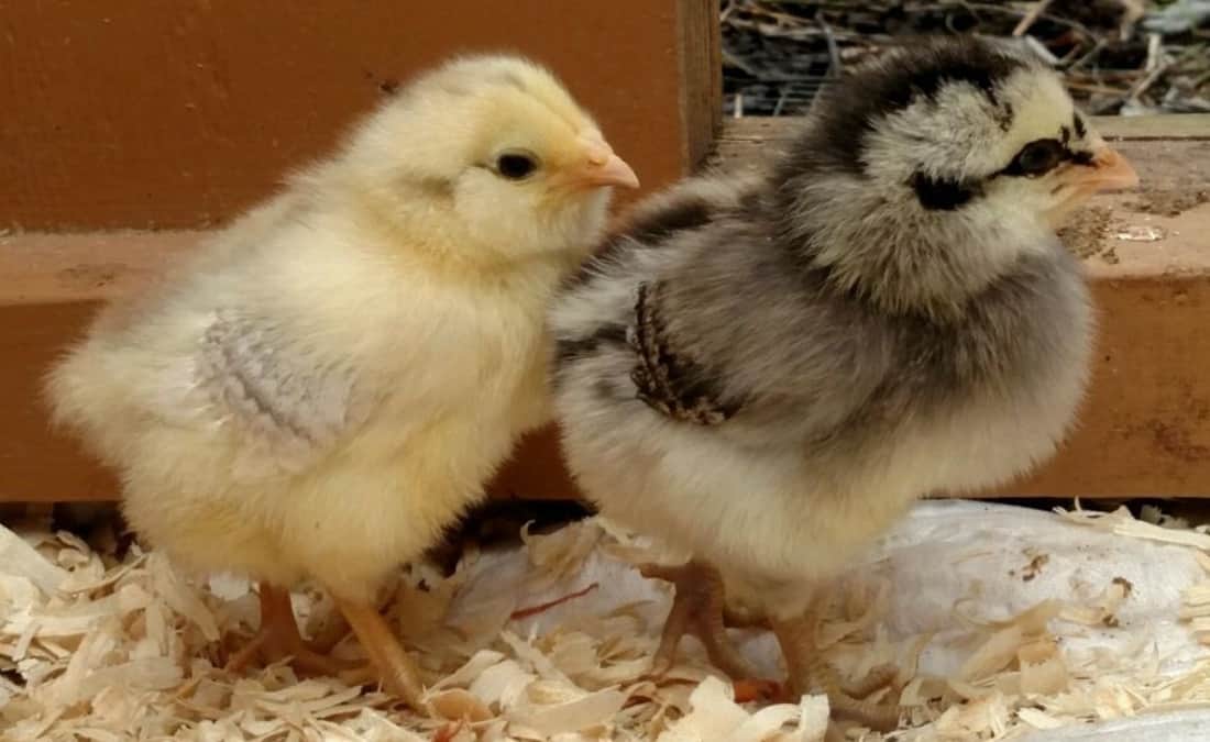 bread for chickens