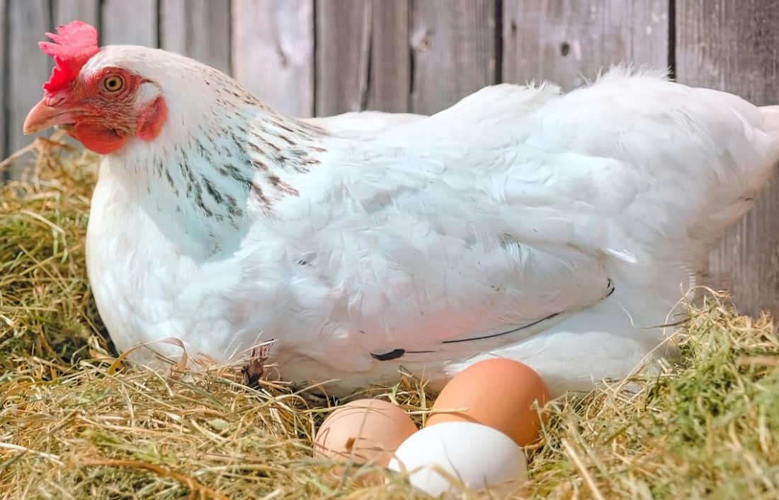 breeding chickens at home