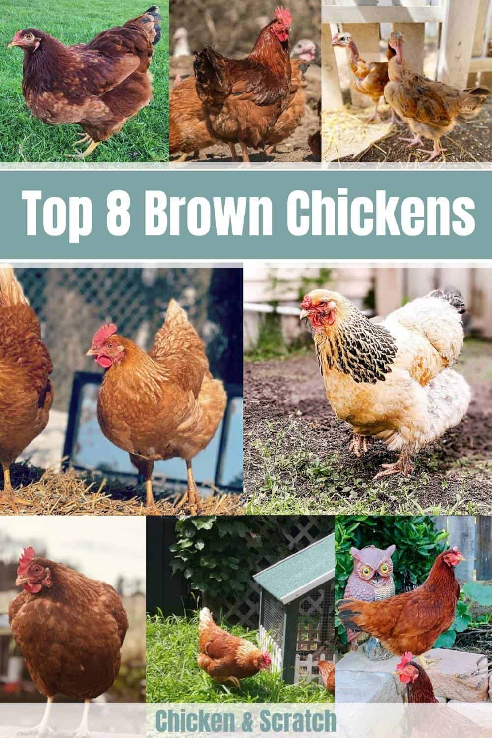 brown chicken breeds
