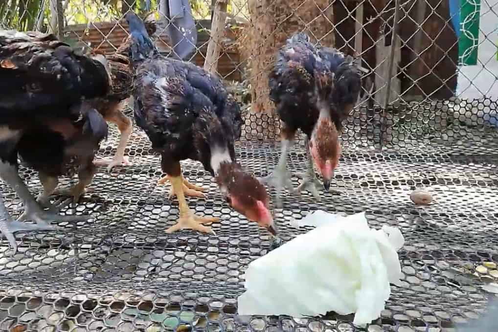 cabbage for chickens