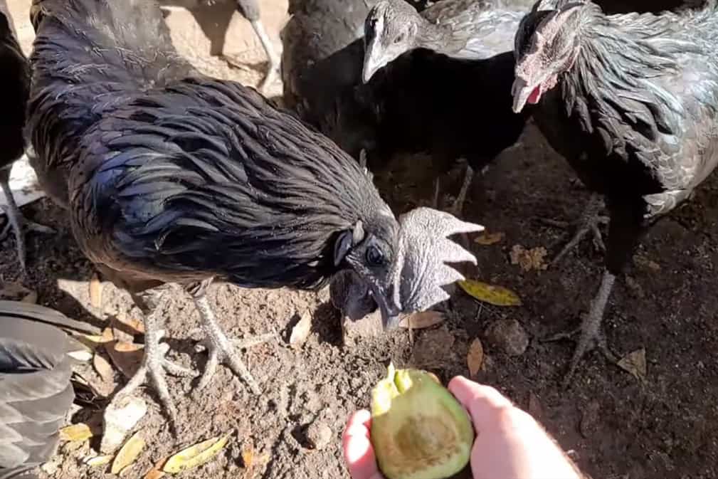 can chickens eat avacado