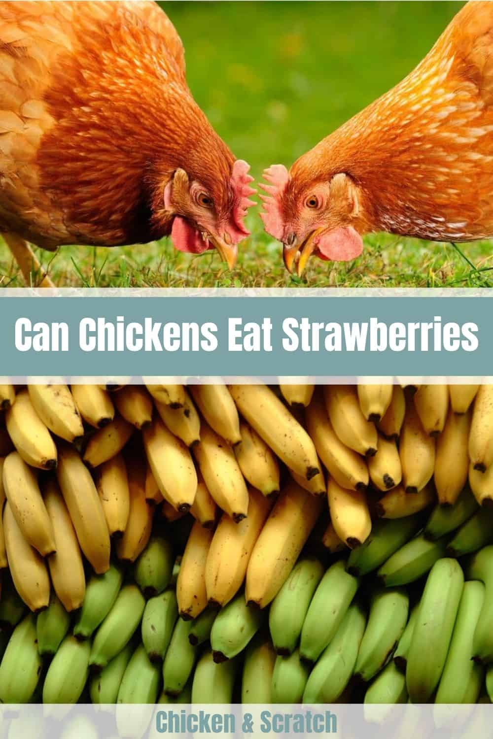 can-chickens-eat-oranges-and-orange-peels-mistakes-to-avoid