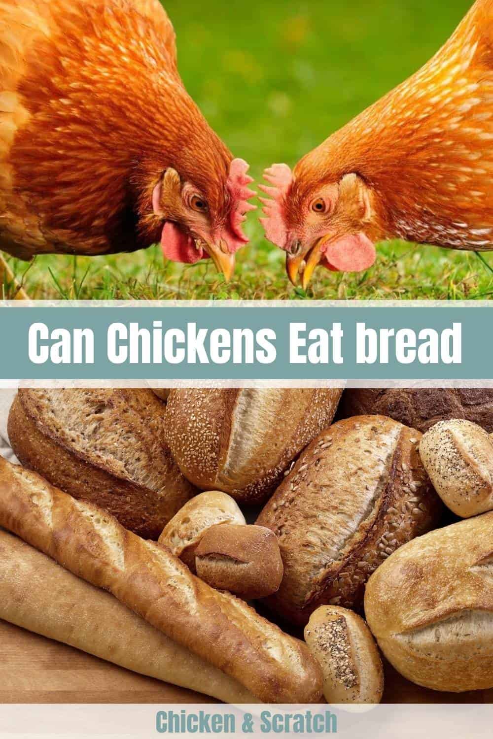 can chickens eat bread