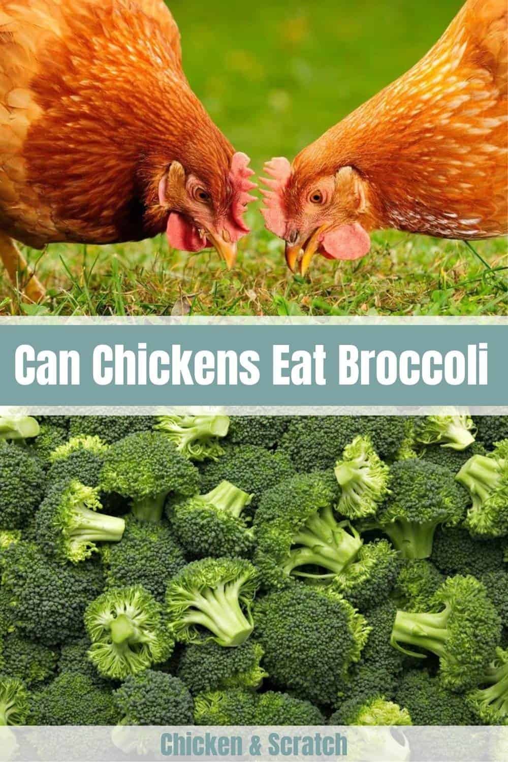 can chickens eat broccoli