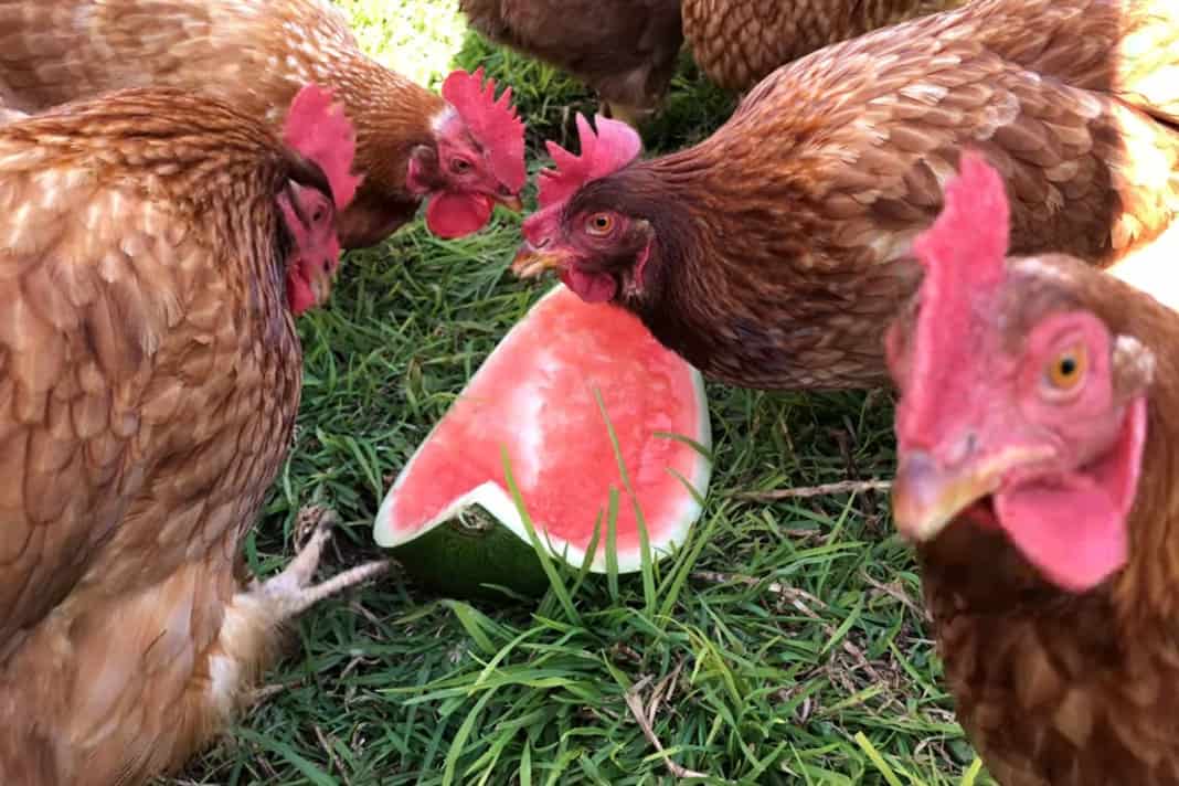 can chickens eat cantaloupe rinds
