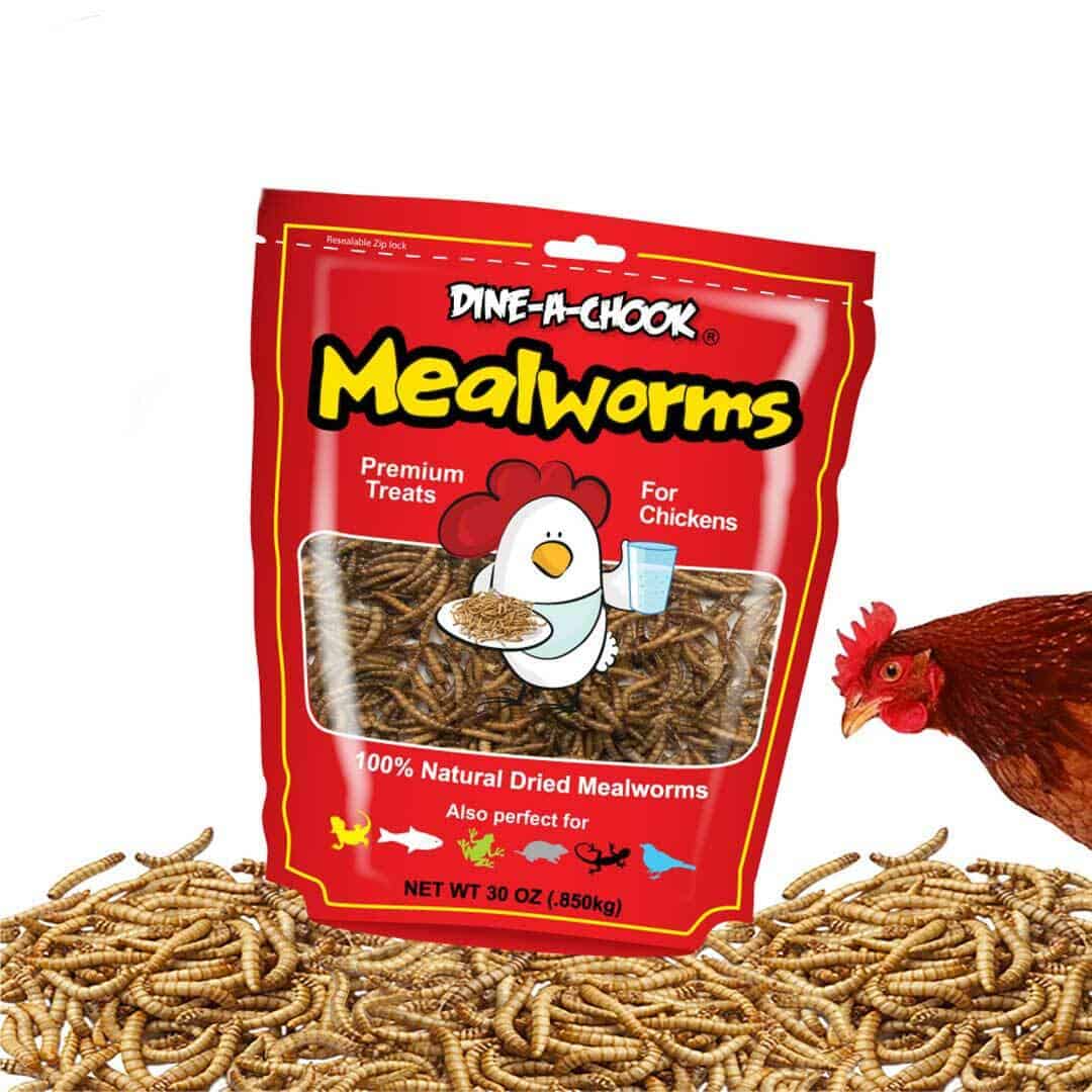 can chickens eat mealworms