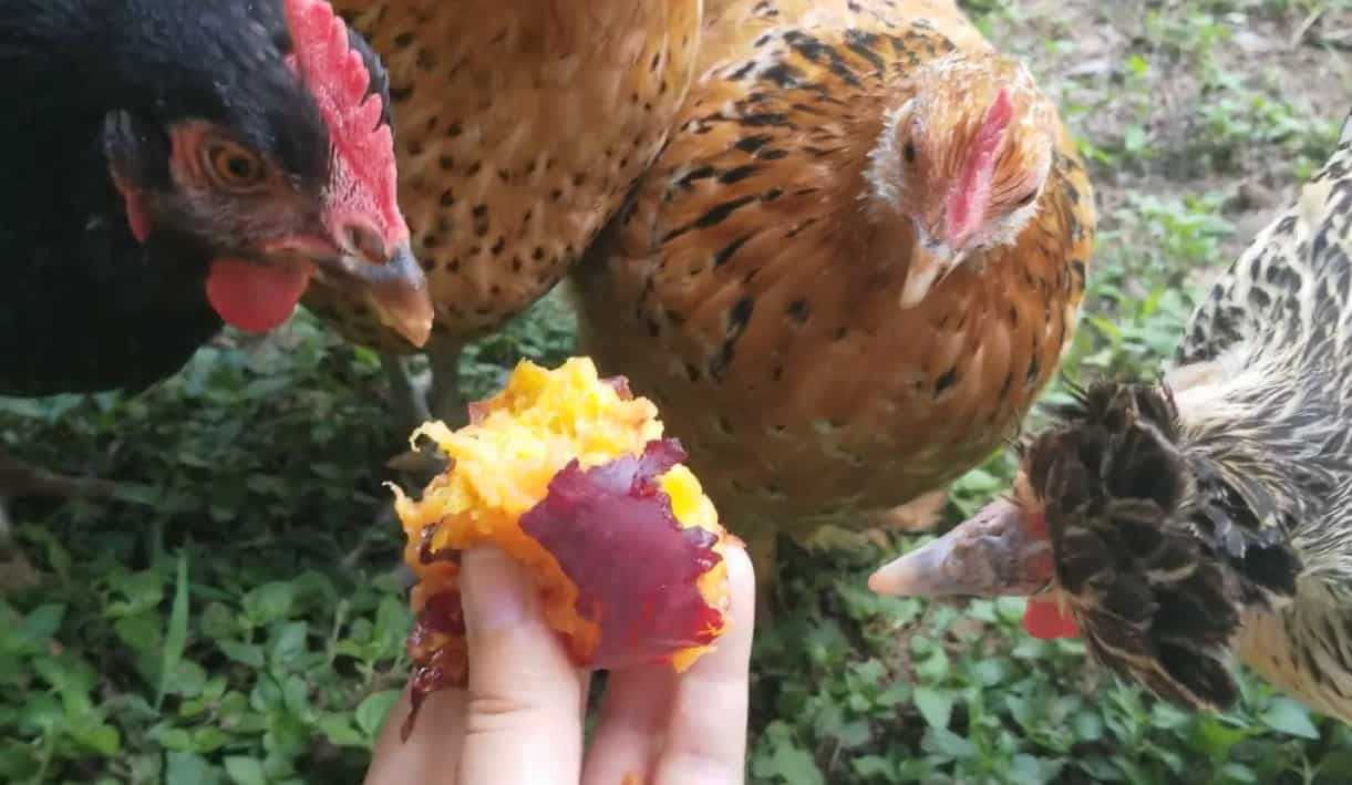can chickens eat peaches