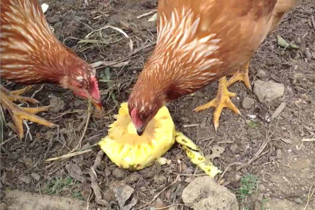 can chickens eat pineapple skin