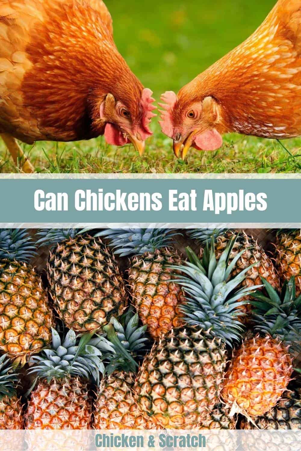 can chickens eat pineapple