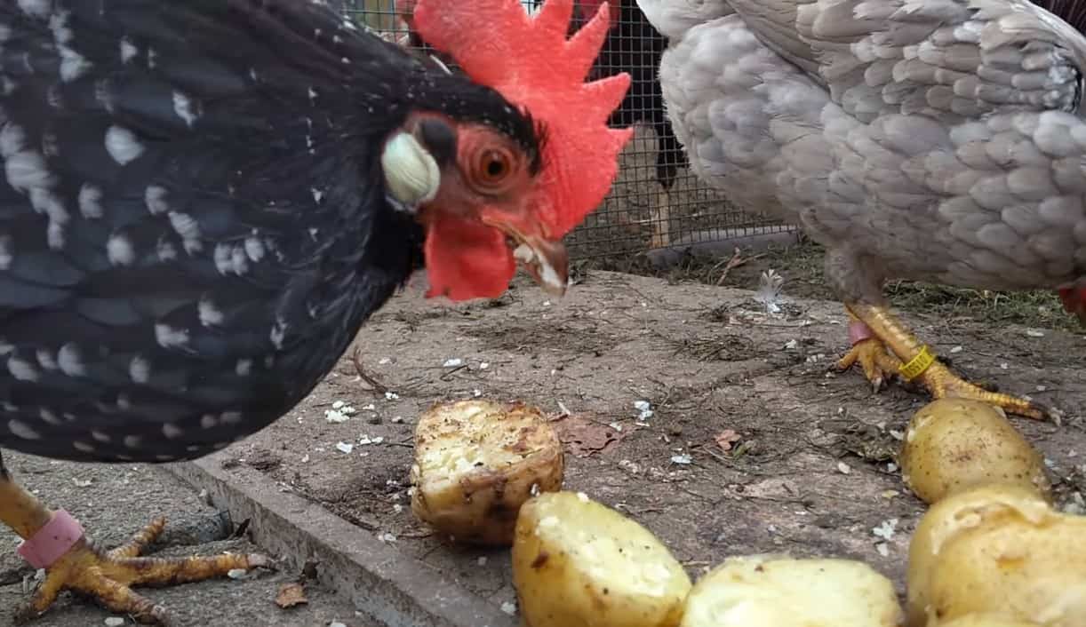 can chickens eat potato skins