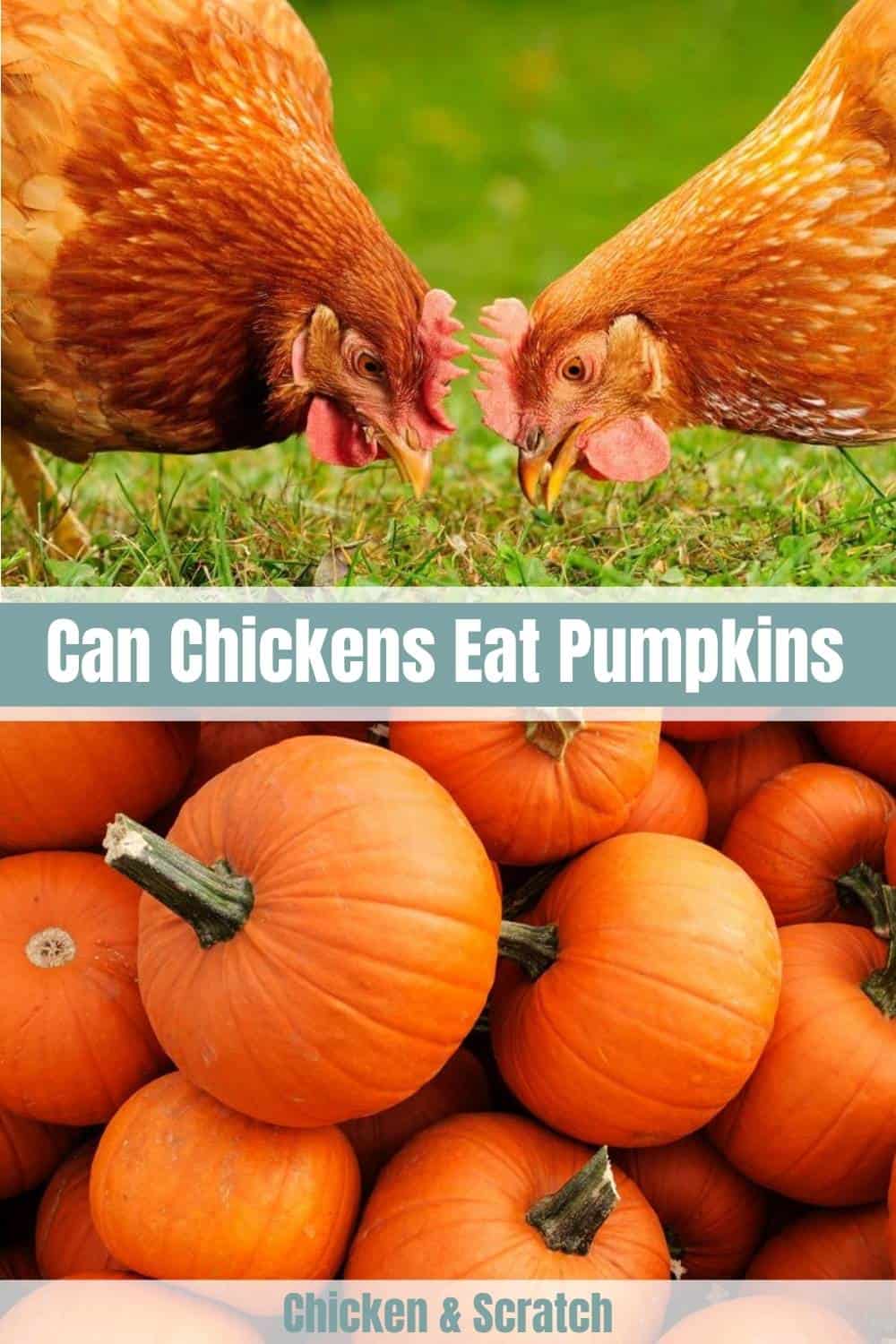 can chickens eat pumpkin seeds