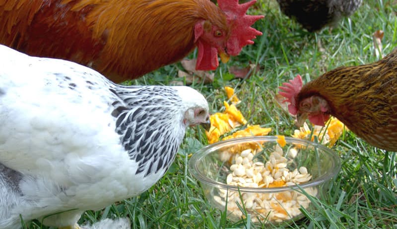 can chickens eat pumpkin seeds