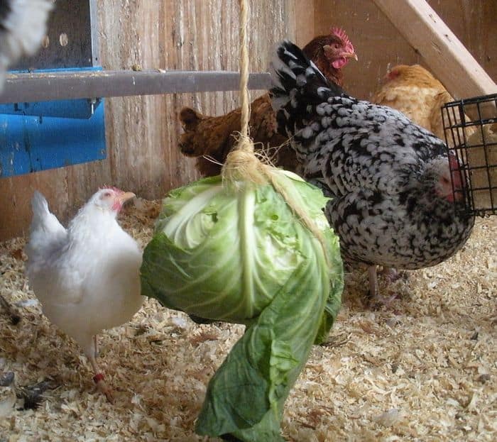can chickens eat raw cabbage