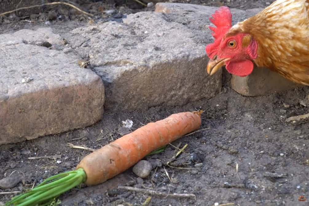 can chickens eat raw carrots