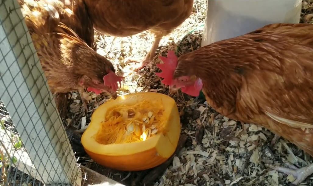 can chickens eat raw pumpkin